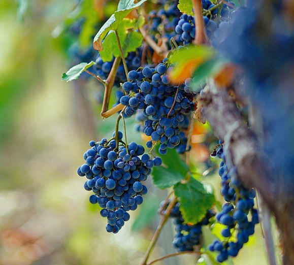 Tbilvino grapes